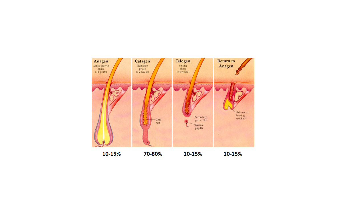 howoftenshouldihavelaserhairremoval Mayfair Aesthetics